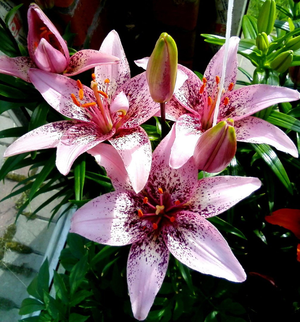 фотография из вКонтакта