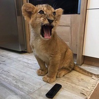 Александр Гриднев | Rio de Janeiro