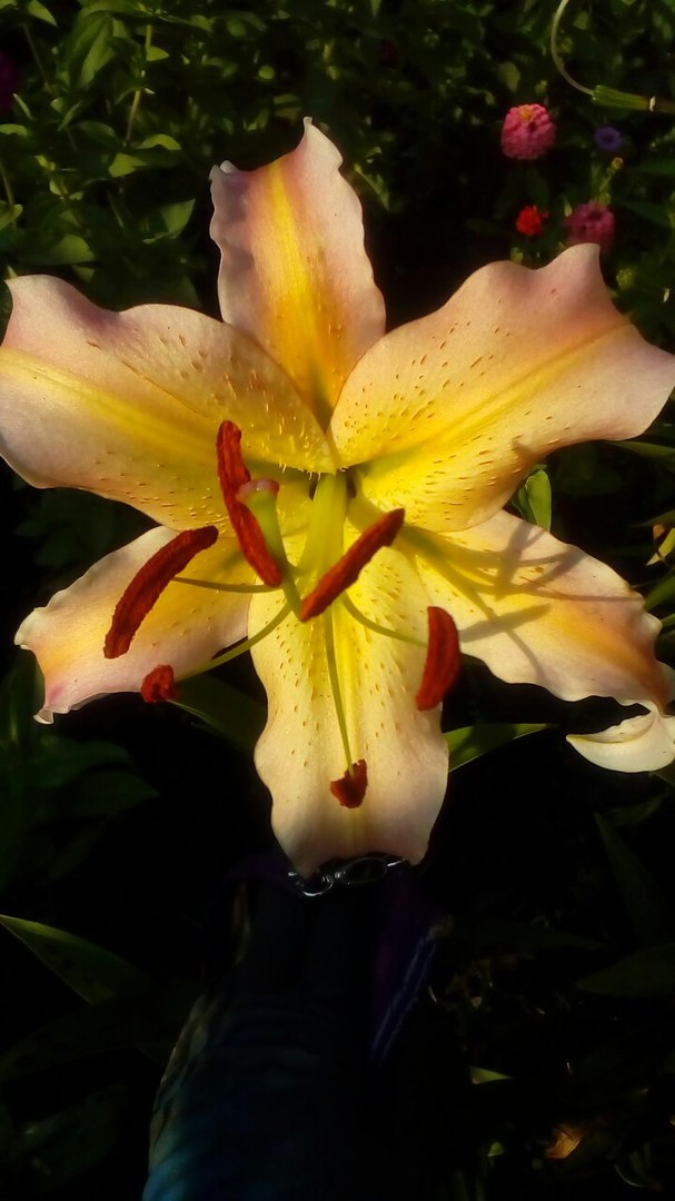 фотография из вКонтакта