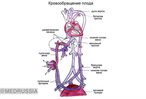 Плацентарный круг кровообращения
