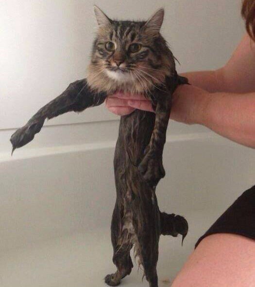 Я же говорил, что я не толстый
