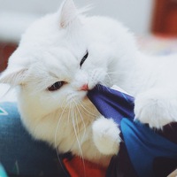 Екатерина Гуцева