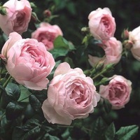 Софія Крижко