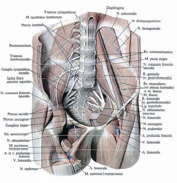 Поясничное сплетение (plexus lumbalis) парное, образовано брюшными ветвями XII грудного и I — IV поясничных нервов, которые располагаются впереди поперечных отростков поясничных позвонков под большой поясничной мышцей (m. psoas major).