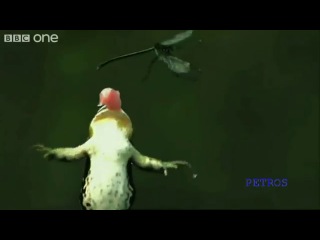 Невероятно красивое видео для поднятия мотивации и настроения «Как прекрасен этот Мир» от Дэвида Аттенборо (David Attenborough) BBC One.