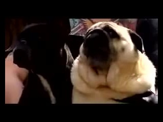 Пес зовет Бэтмена