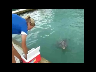 Убийство животных слабо нервным не смотреть