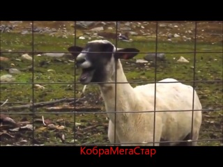 КобраМегаСтар: Бибера перепели КИНО НОВИНКИ 2014 СУПЕР УЖАСЫ ПРИКЛЮЧЕНИЯ ФИЛЬМЫ ТРЕЙЛЕР ПОПКА СЕКС ПОРНО XXX ТРАХ ЖЕСТКИЙ ПОРЕВО ВЫЕБАЛ ОТСОСАЛА МИНЕТ В ПОПКУ ДАЛА БОЕВИК КОМЕДИЯ ФЭНТЕЗИ ПЬЯНАЯ БЕРЕТ ШЛЮХА ПРОСТИТУТКА БОЙ СХВАТКА УБИЙСТВО ИЗНАСИЛОВАНИЕ НОВОЕ ПОЙМАЛИ ТРУСИКИ ЧЛЕН ХУЙ ОРЕТ ГОНКА ДРАКА