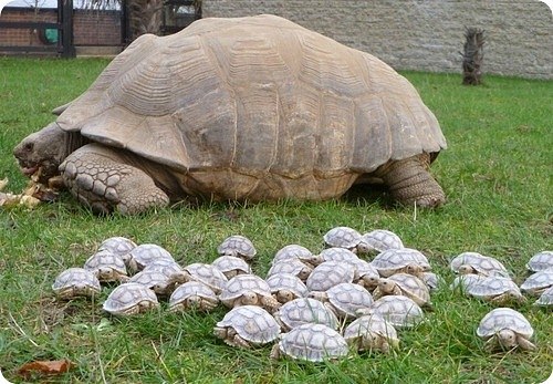 сухопутные черепахи. фото