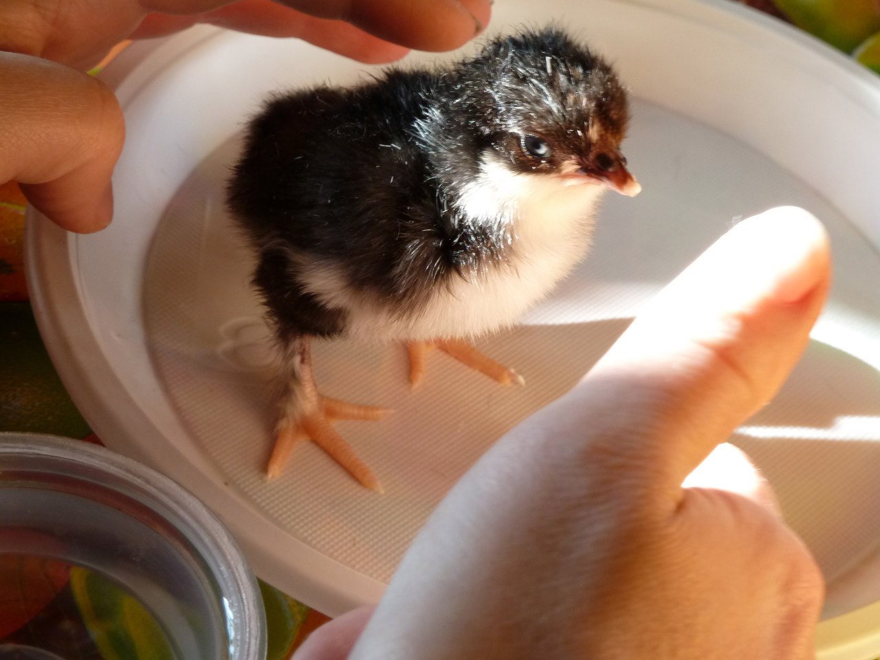 Кафе "У пани Сони"