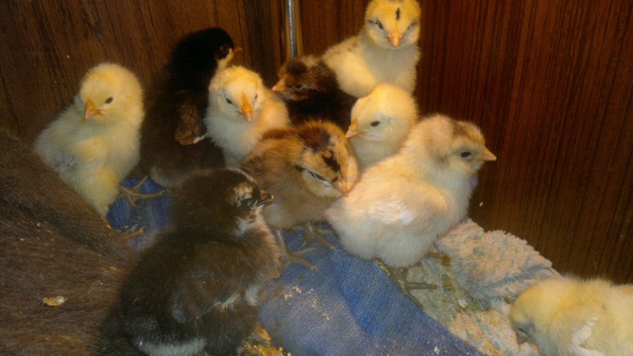 Кафе "У пани Сони"