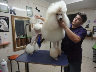 Groom Tv Br - Tosa Leão em Poodle Standard para show - Johnatan Skolimoski - HD #62