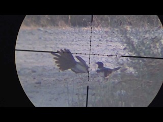 Air rifle hunting #10 Shooting Crows Rooks and Magpies - pest control