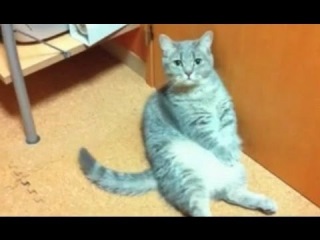Котик устал и просит есть - The cat was tired and asks to eat