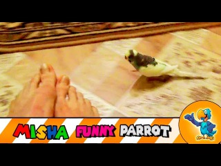 Nice Parrot run after legs & have a fun on EPIC FUN Movie + Songs for Kids