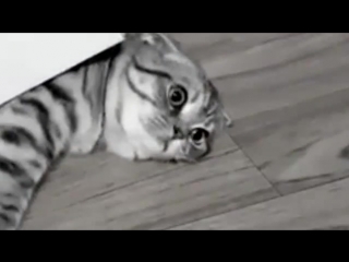 Cat stuck in a box