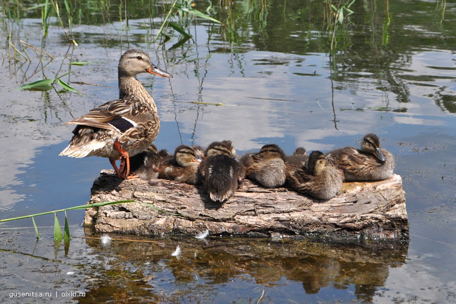 Milf Duck