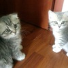 продажа котят продажа котят