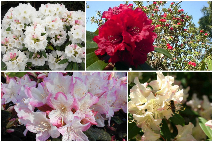 Рододендрон цветок. Рододендрон claudine. Как сохранить рододендрон до весны. Как сохранить рододендрон до весны. Рододендрон костерианум.