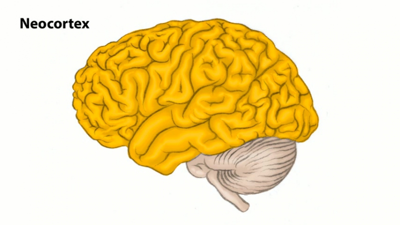 Neuro 2-Hypothalamus