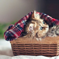 Даша Манаева | 