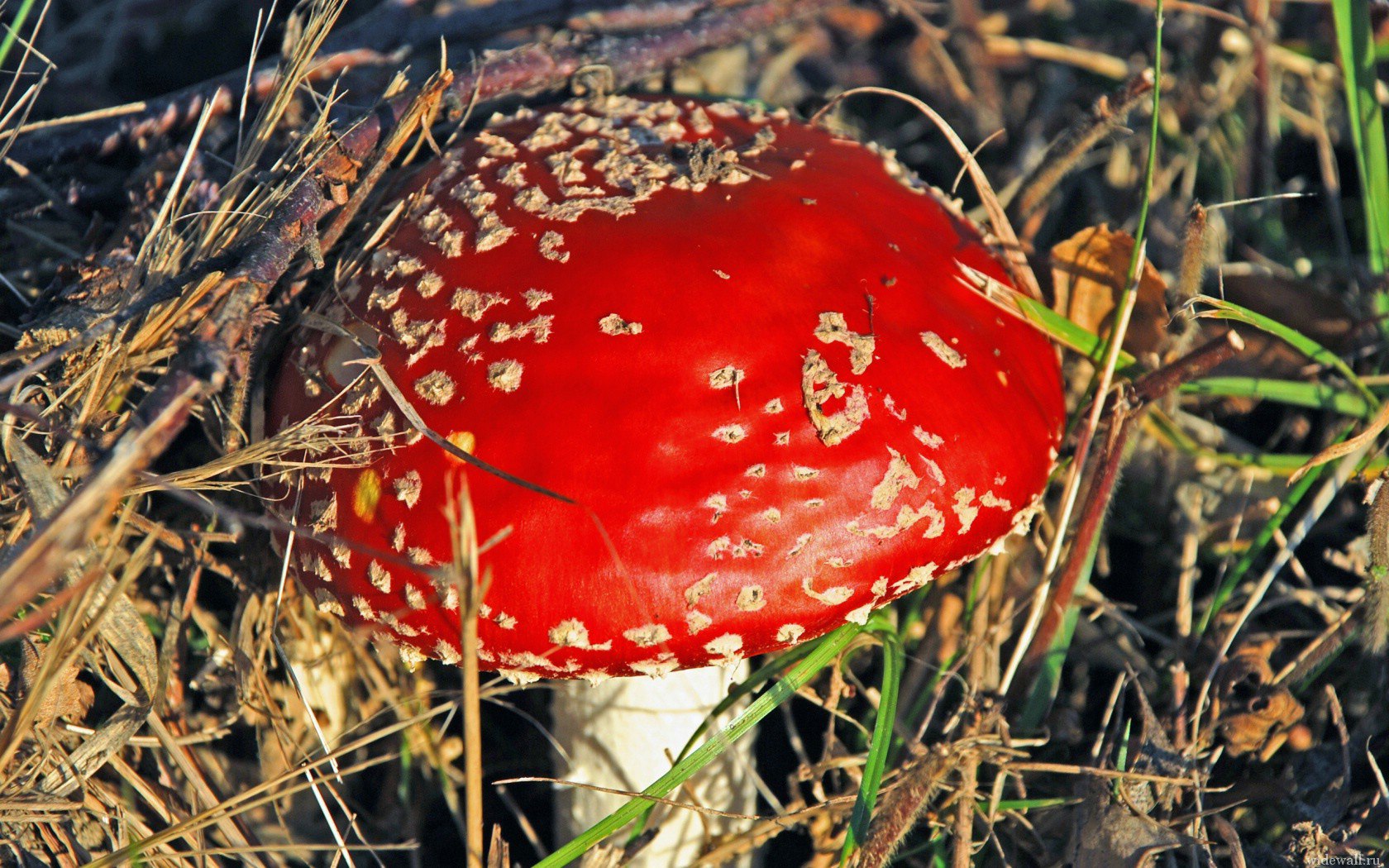 https://pp.userapi.com/c604419/v604419487/250f8/m0mV8a_cUBw.jpg