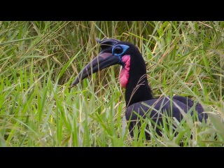 Abyssinian ground hornbill / Абиссинский рогатый ворон / Bucorvus abyssinicus