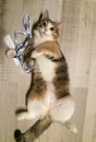 Безкота_добро