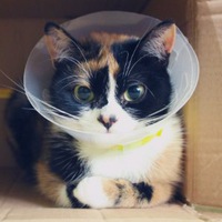 картинки куки кот онлайн картинки куки кот