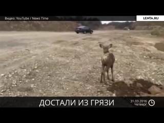 Спасение олененка