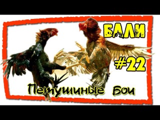 Бали #22 Петушиные бои на Бали (Cock fights in Bali)