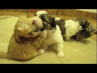 Rescuing Asha Attie and Her Pups