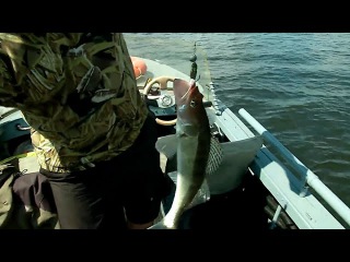 Ловля судака и берша на джиг в Камском устье-Уловистые точки