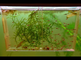 Новости по Моим Гуппи, Гуппи родила / Guppy gave birth