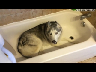 Собака хаски очень не хочет вылезать из ванны и воет / Stubborn Husky throws hilarious temper tantrum in bathtub