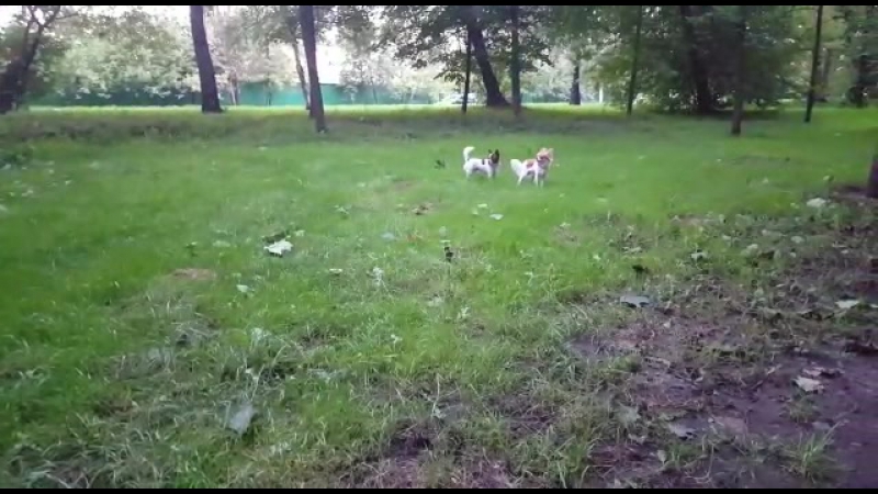 Рэйчик и Ююша. 25.08.16г.