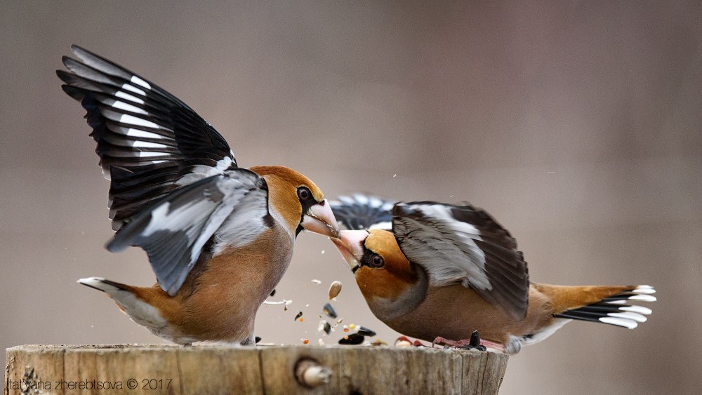 wildlife.crimea.ua