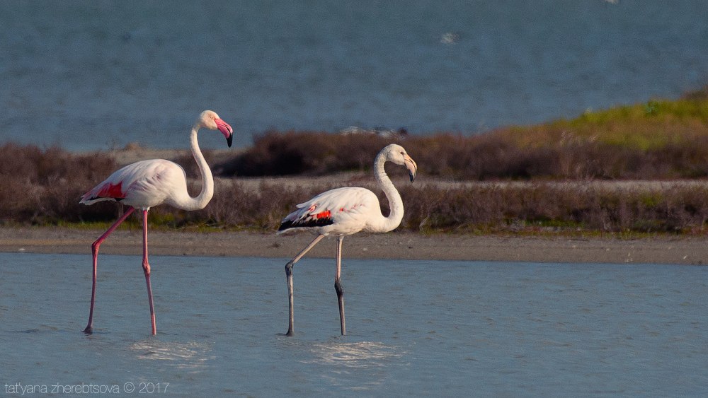 wildlife.crimea.ua