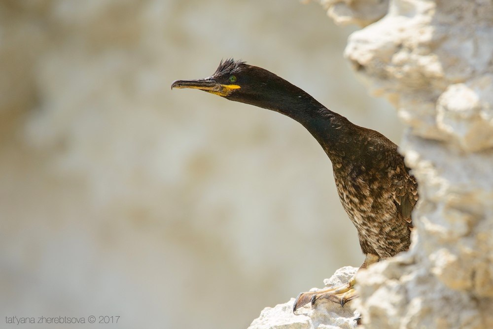 wildlife.crimea.ua