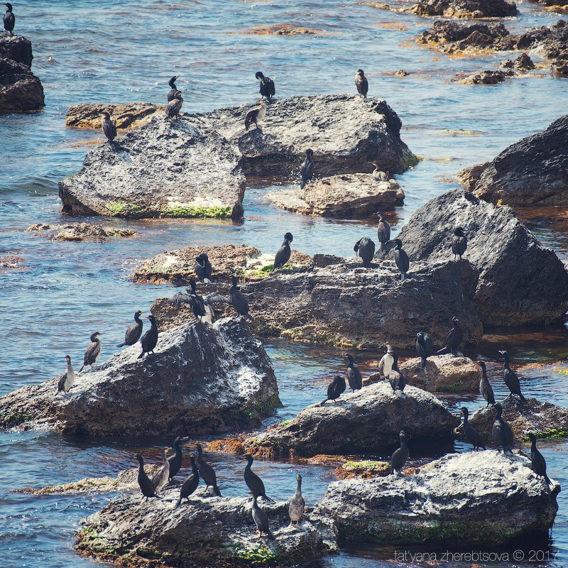 wildlife.crimea.ua