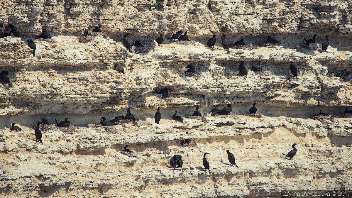 wildlife.crimea.ua