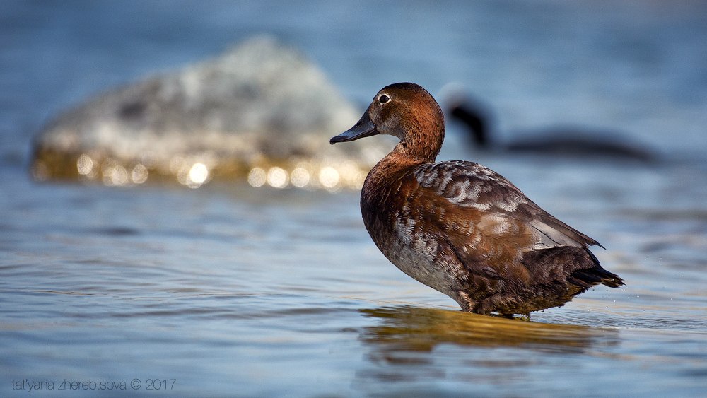 wildlife.crimea.ua