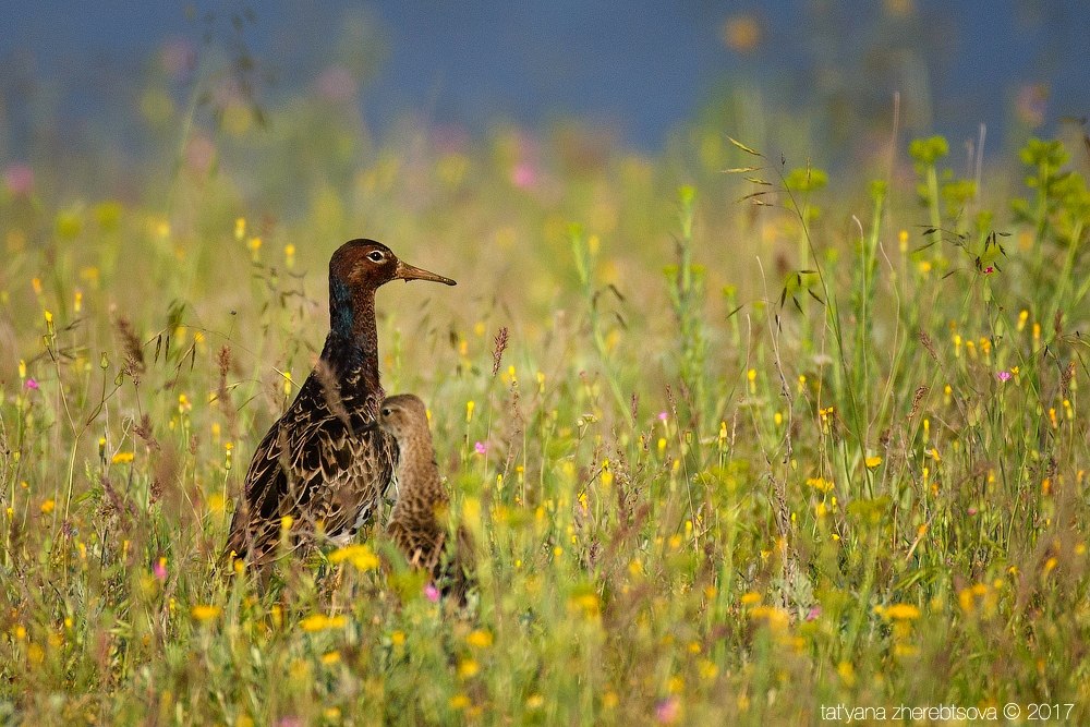 wildlife.crimea.ua