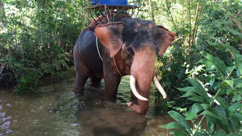 Elephant is sweeming