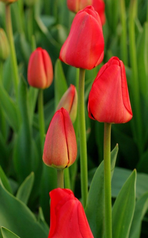https://pp.userapi.com/c604728/v604728752/3a375/V6CuenMMcik.jpg