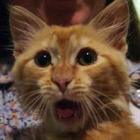 Альберт Галеев |