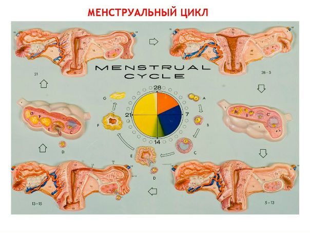 Ановуляторный цикл 