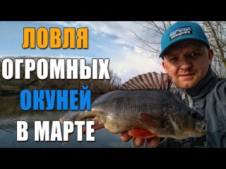 Ловля ОГРОМНЫХ окуней в марте! Как поймать окуня на микроджиг. Рыбалка 2017