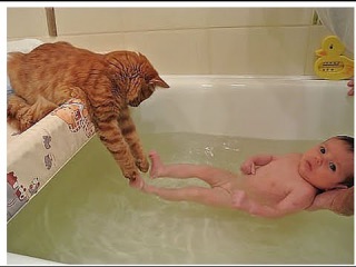 Приколы с кошками Коты жгут 2016 год