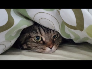 Кот любит прятаться под одеялом; Cat loves to hide under the cover